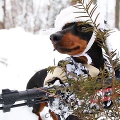 Huntin  Dog Part 2 - WABBIT SEASON - Crusoe Dachshund !