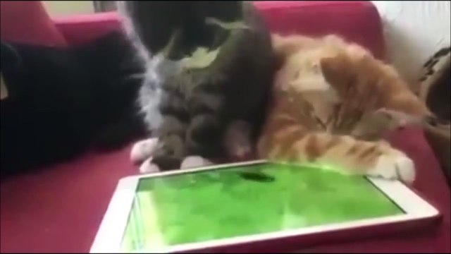 Jokes Funny animal Videos 2015 Funny Jokes 2015 (Lol, cat, utube, dog, animals) !