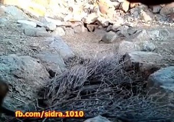 funny clip,funny video,best funny video 2016,2016,accident,road acciden