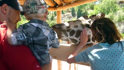 Kids and wild animals At The Zoo  types of animals Compilation