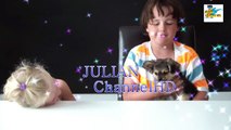 mes ANIMAUX surprises CHIEN OU CHAT FUNNY VIDEO DOG & CAT !