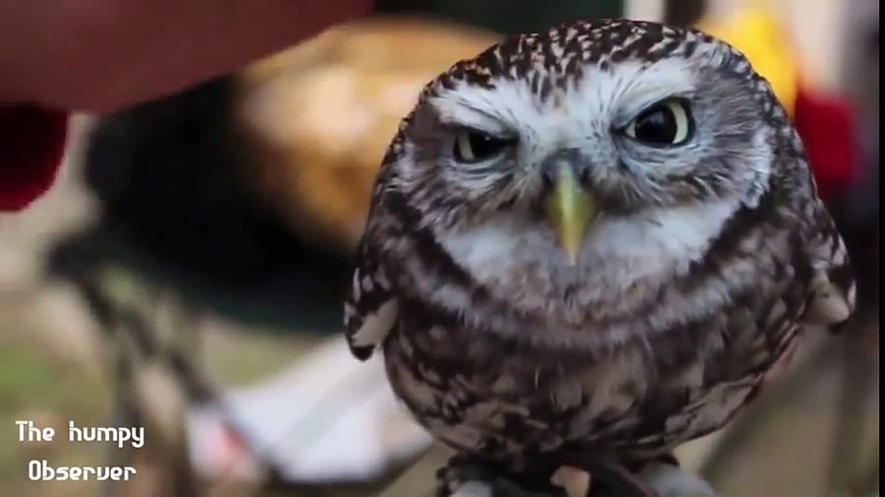 MIGLIORI VIDEO DI ANIMALI DIVERTENTI E TENERI (1°parte) - funny animals