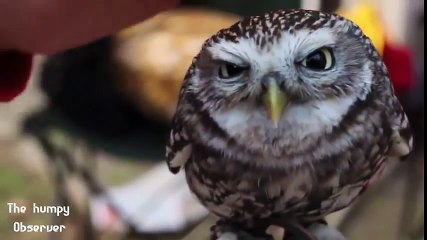 MIGLIORI VIDEO DI ANIMALI DIVERTENTI E TENERI (1°parte) - funny animals