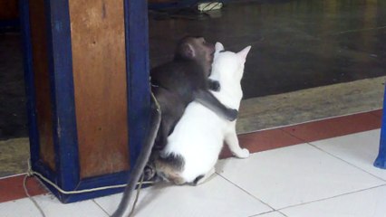 MONKEY KISSING A CAT, ★★★★★, FUNNY MONKEY, FUNNY CATS, FUNNY ANIMALS, ★ ORIGINAL VIDEO ★