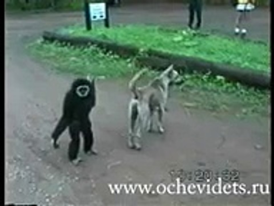 Monkey VS Dog funny animals video