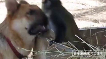 Monkeys annoying other animals – Funny animals compilation