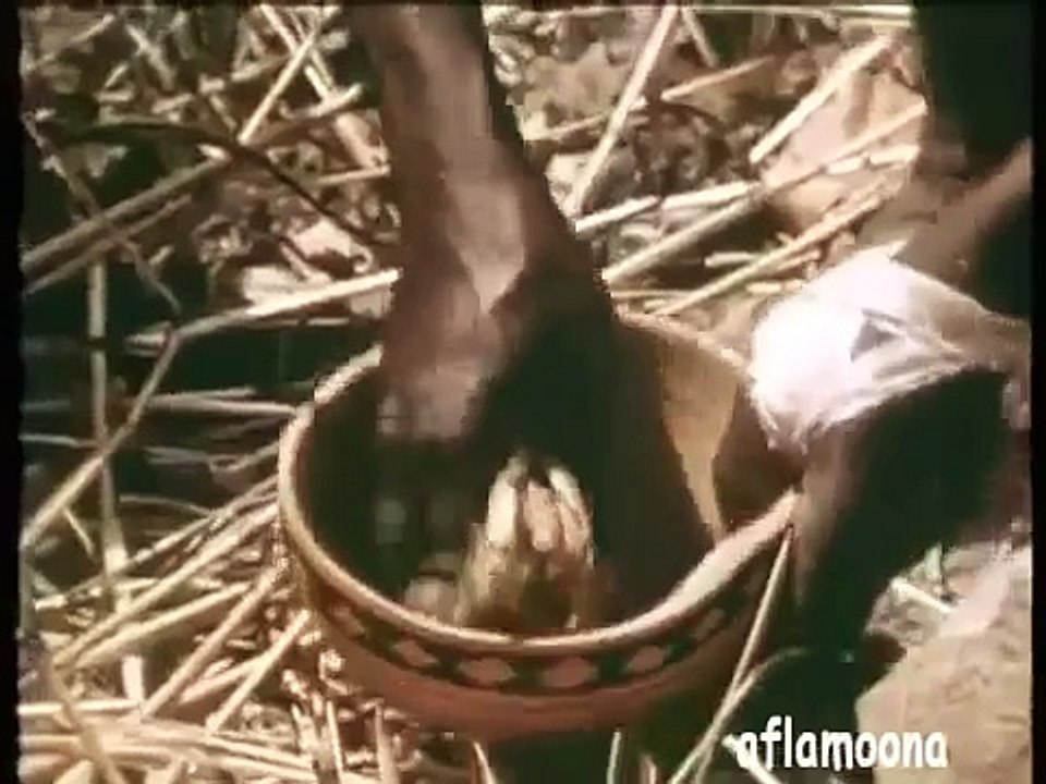 Man uses his Leg as Bait to Catch an Anaconda (Must See)