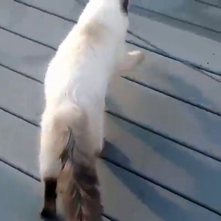 persistance d'un chat