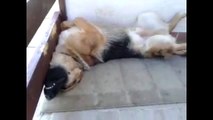 Snoring dog sleeps in hilariously awkward position !