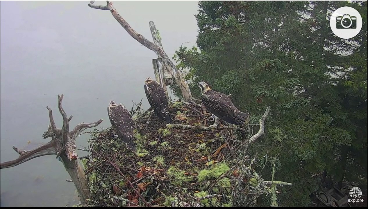 Attaque d'un Aigle d'Amérique sur un nid de rapaces