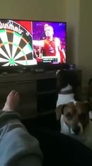 This dog chases darts when they re thrown on TV !