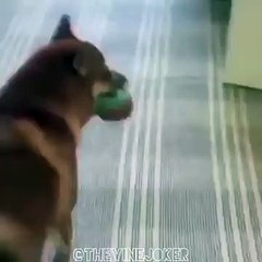 This dog out here doing the running man challenge !