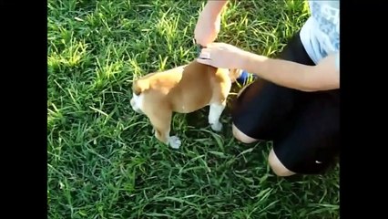 Too Funny English Bulldogs Video 2015 - We all Love Bulldogs Don t We !