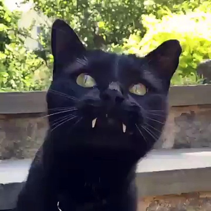 un chat différent