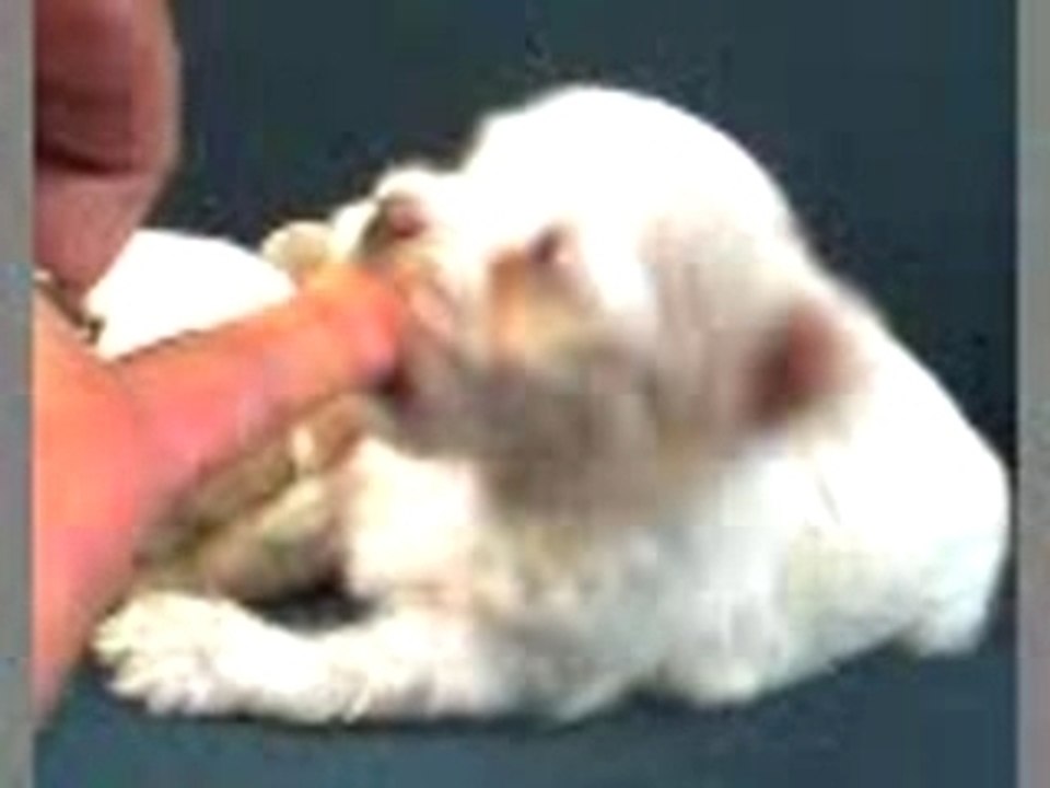 cachorrin hambriento jijijij