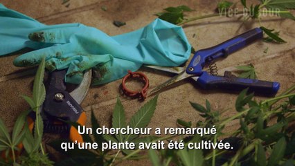 Indica vs sativa : ce que vous pensez connaître sur la weed est probablement faux (VICE) (Juillet 2016) (STFR)