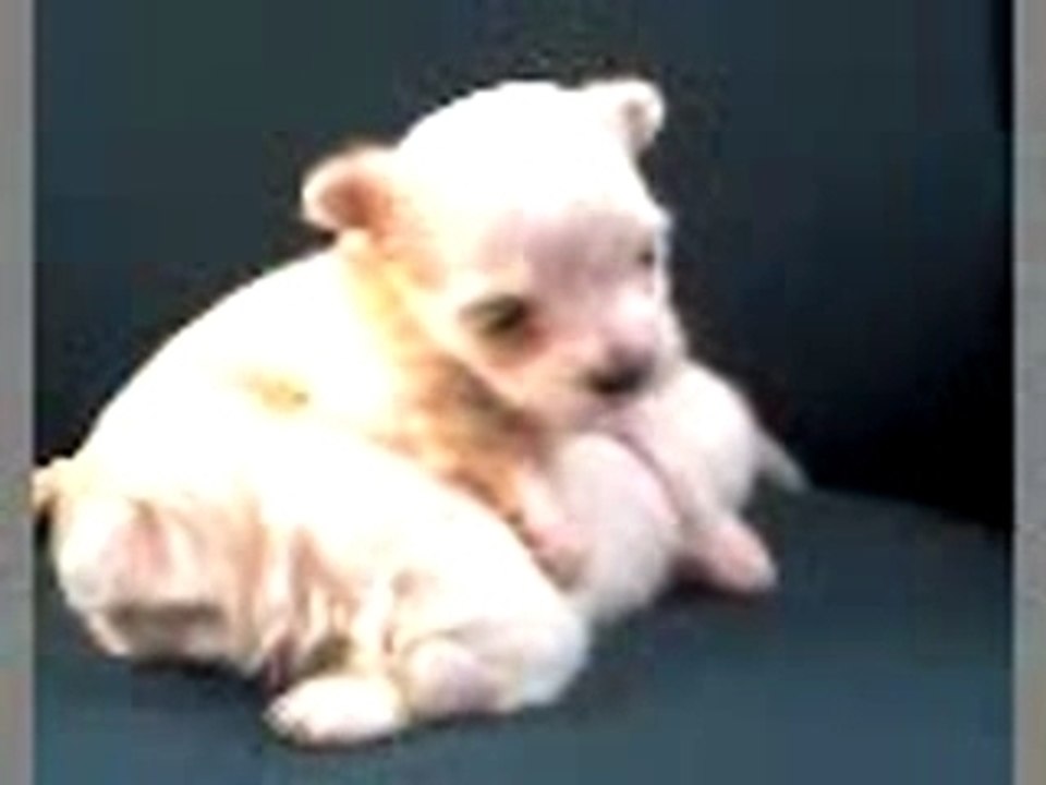cachorrito de maltes