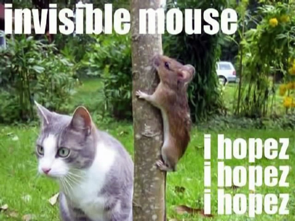 Very Funny Animals 9