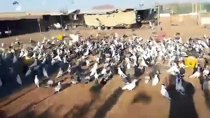 تركيب طارد الحمام بالمدينة المنورة 0542637185 _الصياد