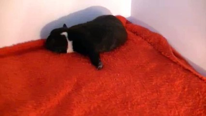2ème vidéo Chiot n°1 mâle de la 25ème portée de Staffordland