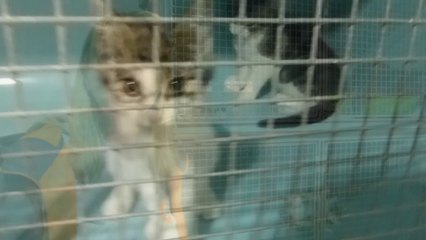 SPA de Poulainville: trop de chats l'été