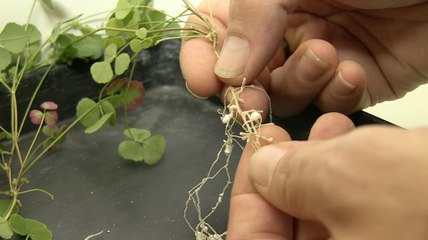 Bacteria-taming plants