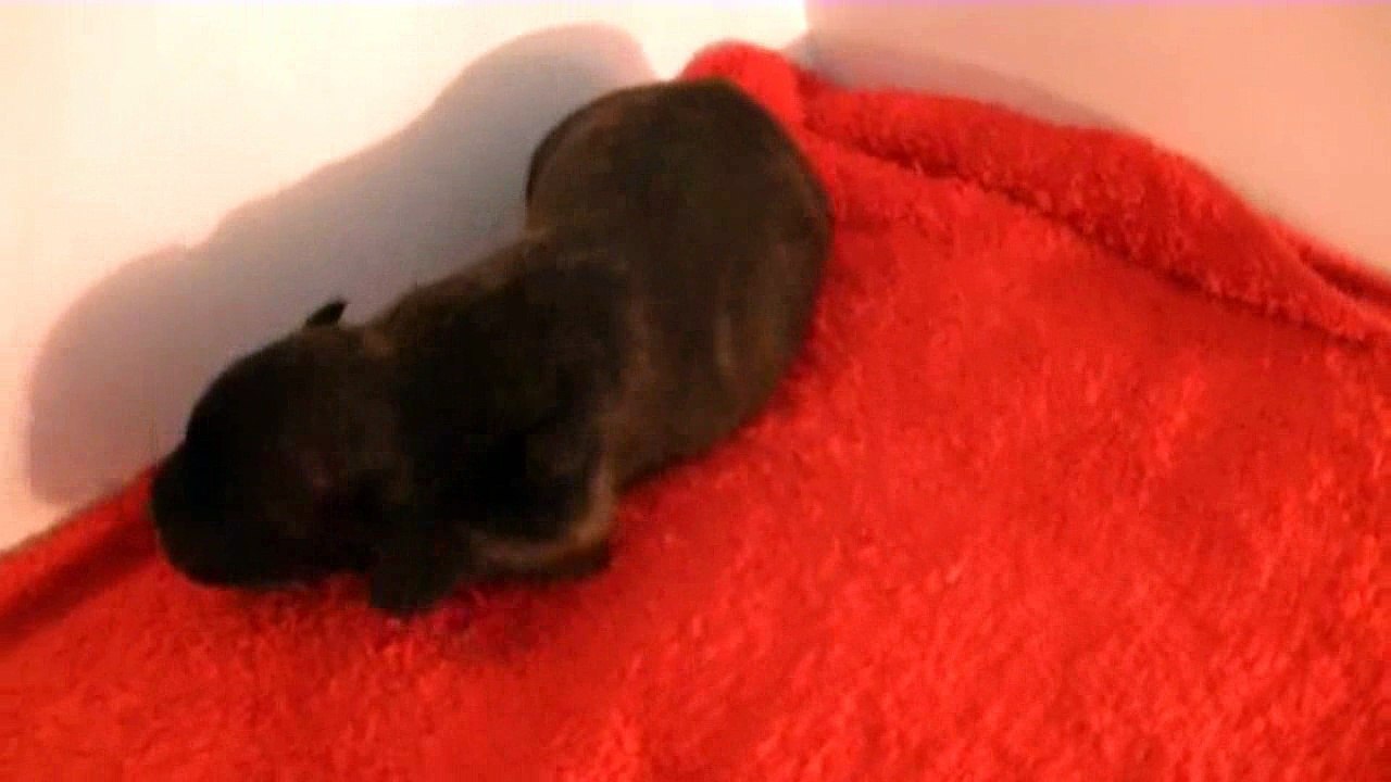 3ème vidéo Chiot n°2 mâle de la 25ème portée de Staffordland