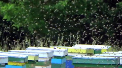 Lacul Moara Vlasiei 30 km de Bucuresti - 2016 - (blogoteca.eu)