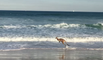 Un kangourou se baigne et s'amuse dans les vagues comme un enfant