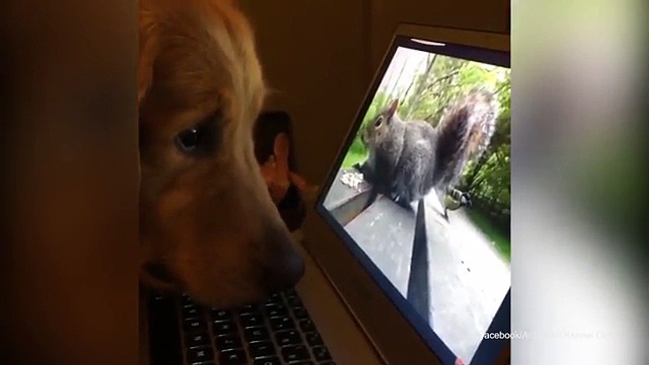 A Golden Retriever can't take his eyes off squirrel videos