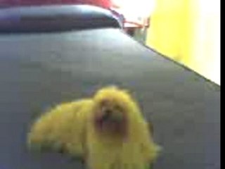 bichon maltes