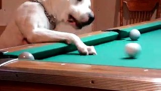 Ce chien joue VÉRITABLEMENT au billard... et il est plutôt doué !