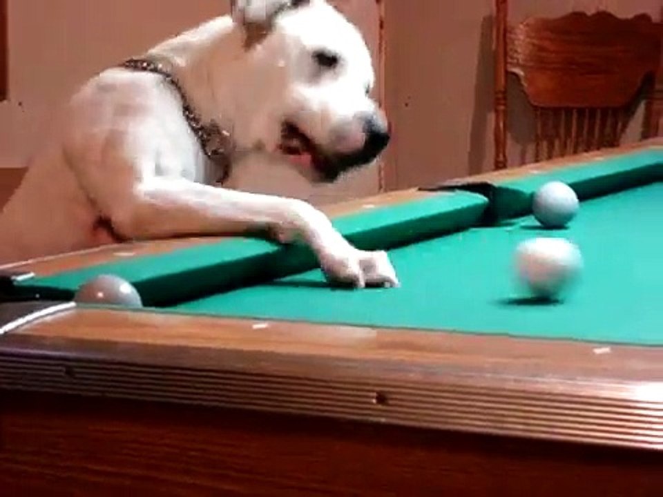 Ce chien joue VÉRITABLEMENT au billard... et il est plutôt doué !