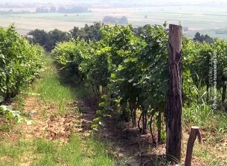 Pravovremena zaštita vinograda, 03. avgust 2016. (RTV Bor)
