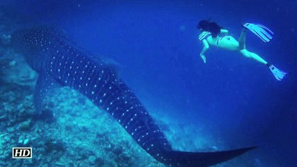 Omg Jacqueline Fernandez SWIMS with WHALE SHARK