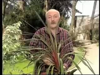 Rempoter des plante verte 2