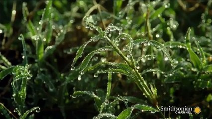 Une lionne capture un bébé Gnou, ce qu'elle en fera va vous surprendre !