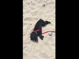Dog Meets Beach for the First Time and It's a Match Made in Heaven