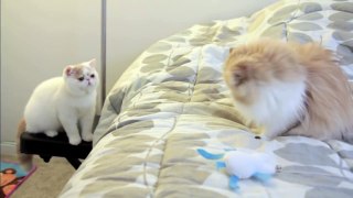 Ils ont accueilli un nouveau chaton, mais découvrez sa réaction lorsqu’il a découvert le chat plus âgé... Oh mon dieu !!