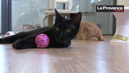 Marseille : un hôtel 5 étoiles au poil pour les chats