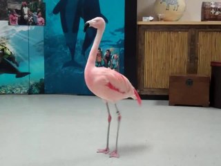 "Pinky" the flamingo dancing