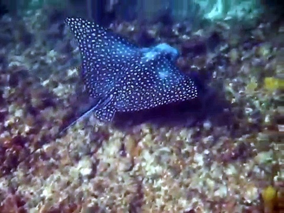 Gefleckter AdlerrochenMitsegeln auf der Privatsegelyacht S.Y.Scorpio für Ihren Traumurlaub in der Karibik