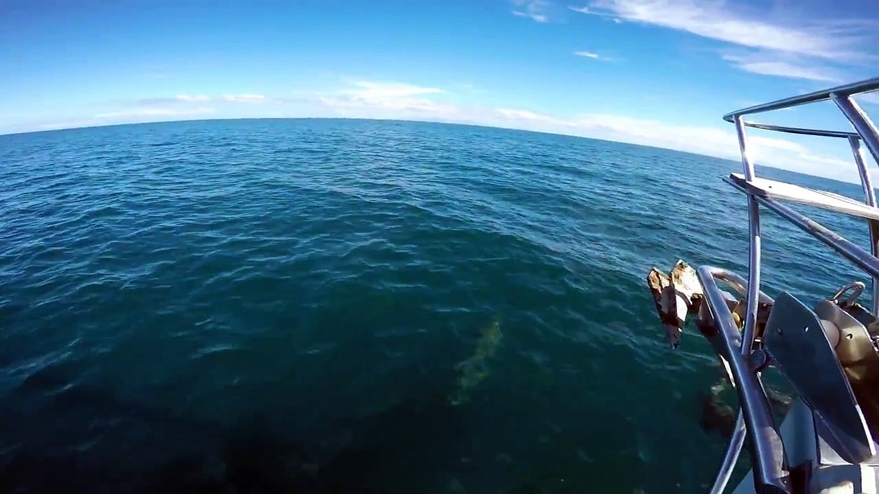 Dolphin Tour Mochima 2 Mitsegeln auf der Privatsegelyacht S.Y.Scorpio für Ihren Traumurlaub in der Karibik