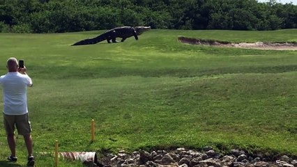 Cocodrilo gigante recorre un campo de golf en Florida