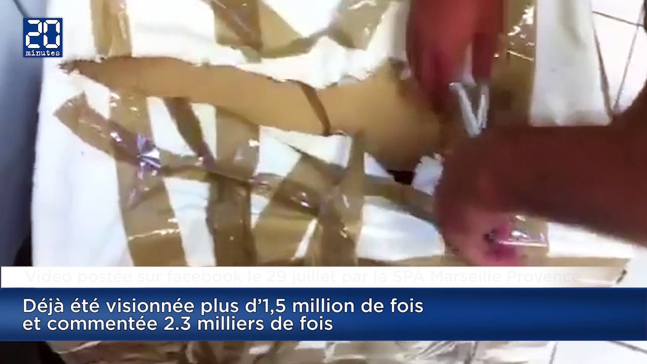 une chatte et ses chatons jetés aux ordures