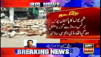 Around 100 wild dogs shot dead in Karachi