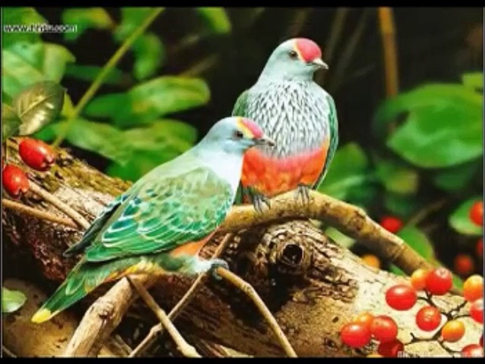 Z ŻYCZENIAMI NA CUDOWNY KAŻDY  DZIEŃ W TWOIM ŻYCIU RÓŻYCZKO