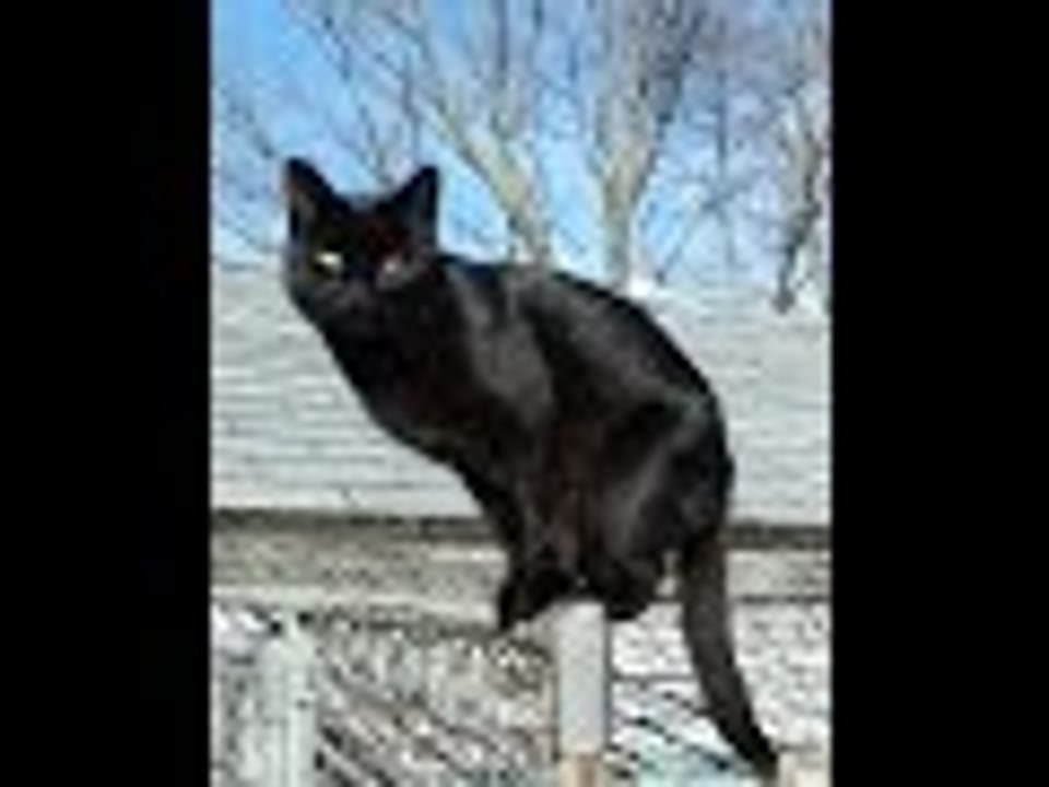 Falful the crazy cat...from Israel !!!
