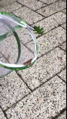 Une petite fille libère un papillon