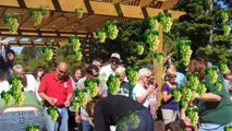 Grape Stomping